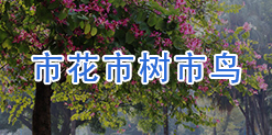 市花市树市鸟